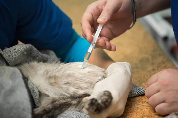 Veterinären ger en injektion till en katt i magen. — Stockfoto