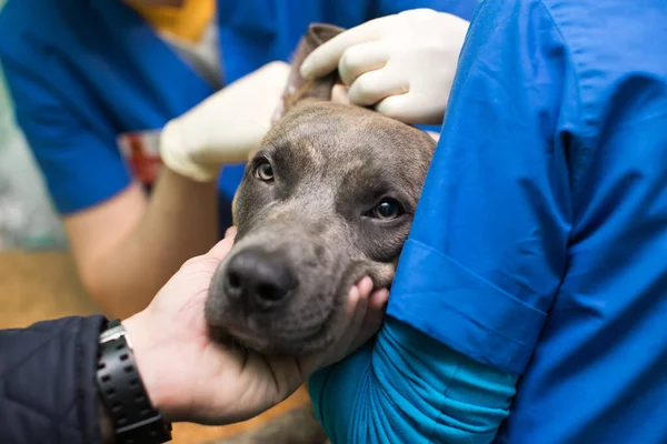 Veterinärbesiktning av hundöron före operation. — Stockfoto