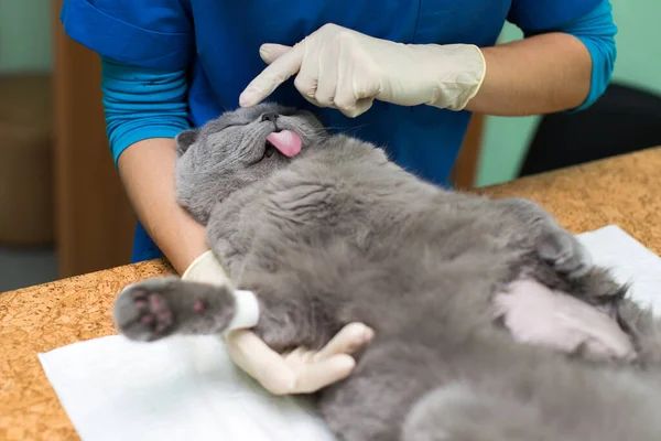 Veterinair plaatsen van een katheter via een kat in de kliniek. — Stockfoto
