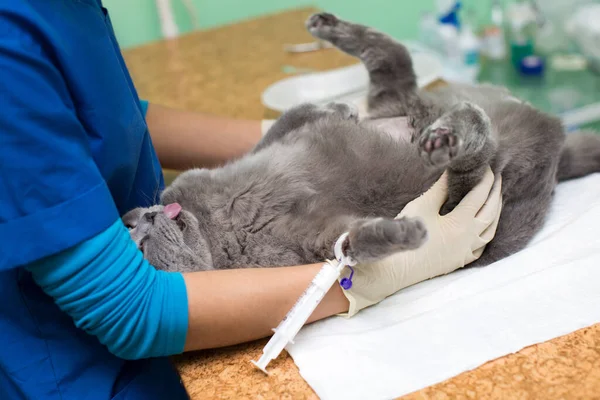 Veterinární umístění katetru přes kočku na klinice. — Stock fotografie