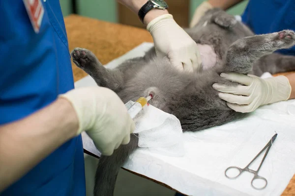 Veterinární medicína, použití třícestného kohoutku pro odvádění moči z močového měchýře koček žlučník. stříkačka. — Stock fotografie