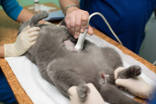 Veterinář dělá ultrazvuk na klinice. — Stock fotografie