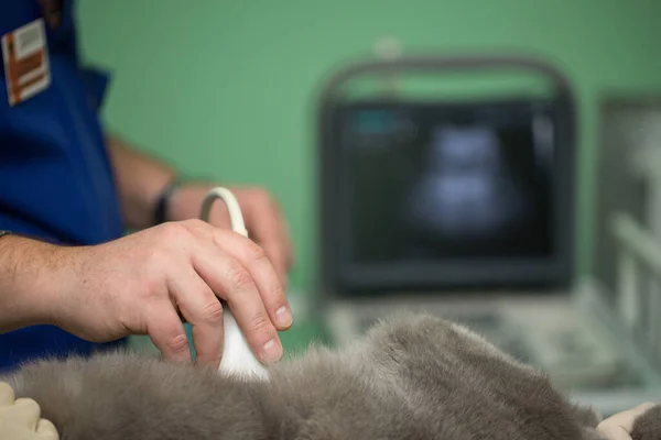 De dierenarts doet een echografie kat in kliniek. — Stockfoto