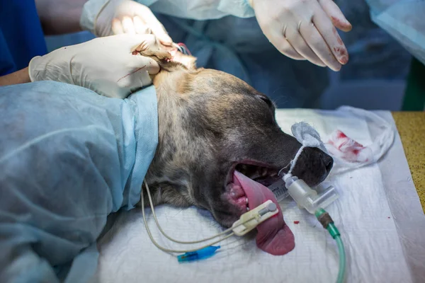 Veterinär gör operation hunden. Omskärelse av öronen. kirurgen skär öronen. — Stockfoto