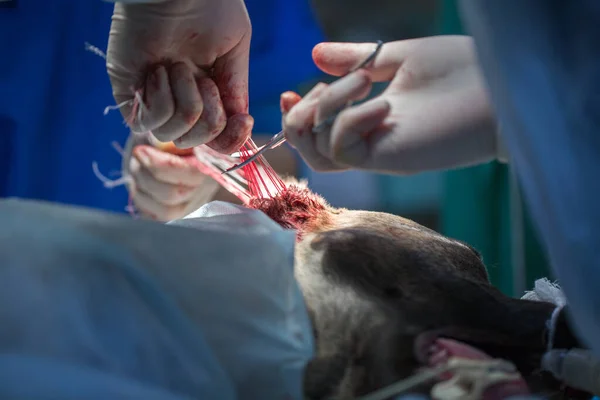 Ветеринар робить операцію на собаці. обрізання вух. хірург зашиває вуха . — стокове фото