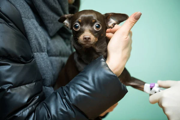 Veterinärkateterklinik för hundar. Hund i händerna på ägaren. — Stockfoto