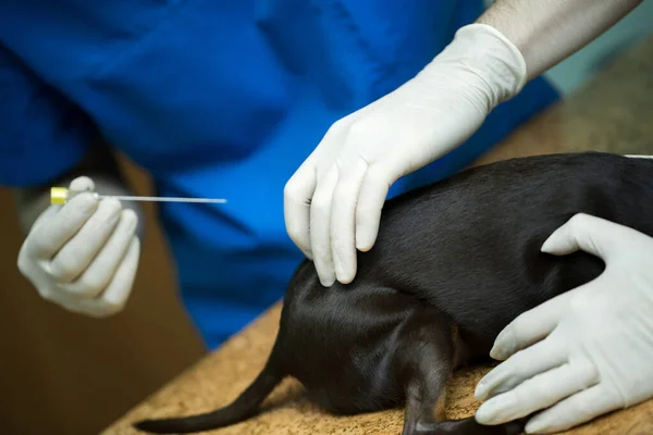 Veterinární lékař podává vakcínu psovi. — Stock fotografie