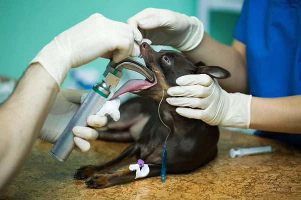 Veterinární chirurgie, uvedení anestezie dýchací obvod nastaven na psa ústa. — Stock fotografie