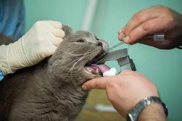 Veterinär kirurgi, sätta anestesi andning krets inställd på katt mun. — Stockfoto
