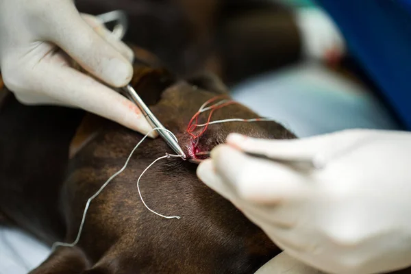 Veterinary surgeon performs the operation the dog doberman.