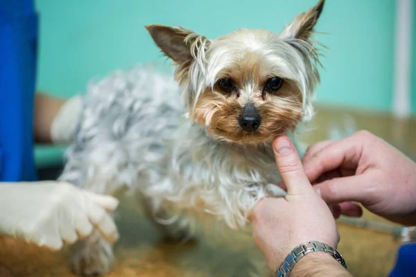 Hund i händerna på en veterinär för undersökning. — Stockfoto
