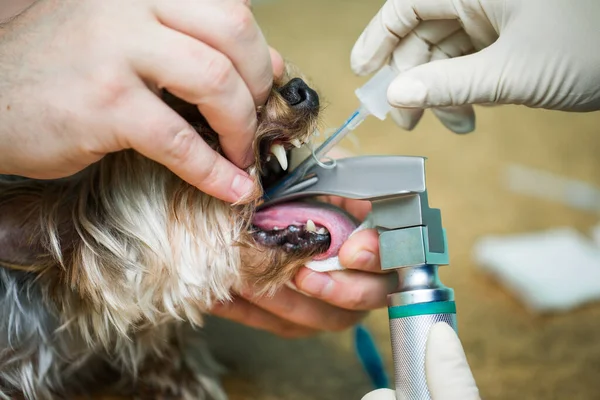 Veterinär kirurgi, sätta anestesi andning krets inställd på hund mun. — Stockfoto