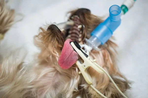 Veterinären förbereder en hund för operation. — Stockfoto