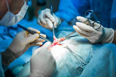 Sterilizasyon ameliyatını veteriner yapıyor. Veteriner kliniğinde ameliyat masasındaki kedi. Veteriner ameliyatındaki kedi, ameliyat sırasında bir kedinin rahmi ve yumurtalıkları..