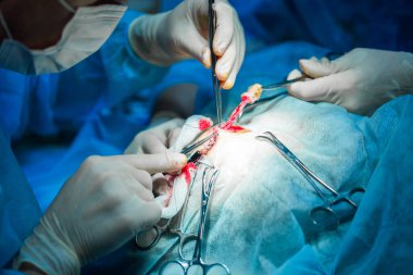 Sterilizasyon ameliyatını veteriner yapıyor. Veteriner kliniğinde ameliyat masasındaki kedi. Veteriner ameliyatındaki kedi, ameliyat sırasında bir kedinin rahmi ve yumurtalıkları..