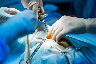 Laparoskopik cerrahi çekim için sanat aydınlatmalı veteriner doktor ameliyathanede..