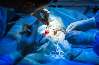 Laparoskopik cerrahi çekim için sanat aydınlatmalı veteriner doktor ameliyathanede..