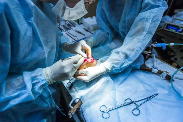การผ่าตัดอุ้งเท้าสุนัขในคลินิกสัตวแพทย์ . — ภาพถ่ายสต็อก