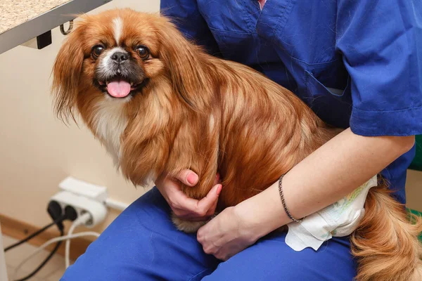 Medicin, husdjursvård och människor koncept - läkare veterinär håller hund på veterinärkliniken. — Stockfoto