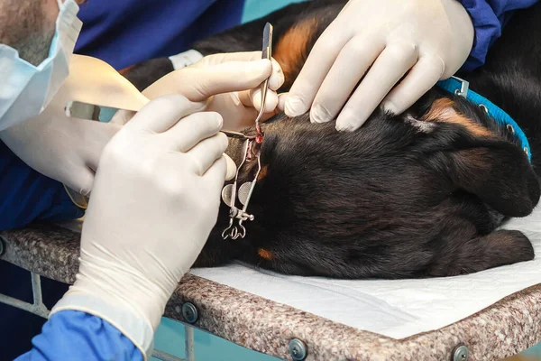 two surgeons vet do surgery on a dog. veterinary clinic