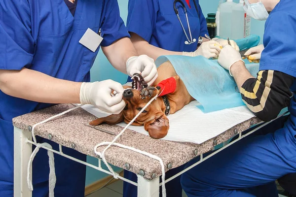 Kirurger veterinärer. Omskärelsens funktion. veterinärklinik — Stockfoto