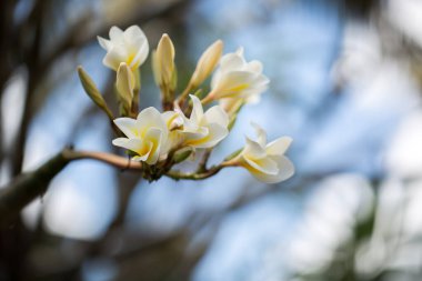 Beyaz ve sarı plumeria çiçekler bir ağaç üzerinde.