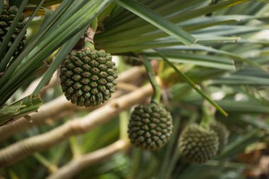 Pandanus Willis 'in meyvesi ağaçta..