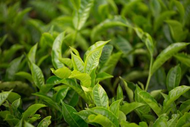 Yeşil çay tomurcuğu ve taze yapraklar. Çay tarlaları.