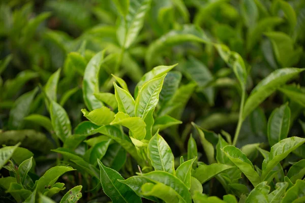 Gema de chá verde e folhas frescas. Plantações de chá . — Fotografia de Stock