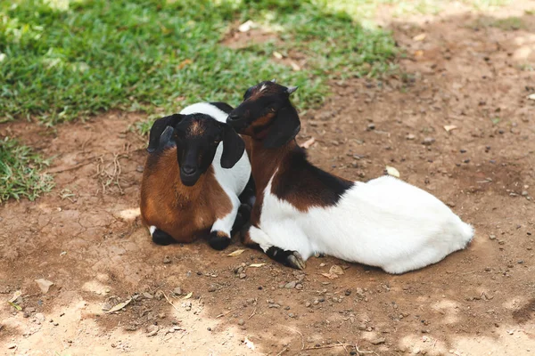 Duas cabras têm descanso no prado verde . — Fotografia de Stock