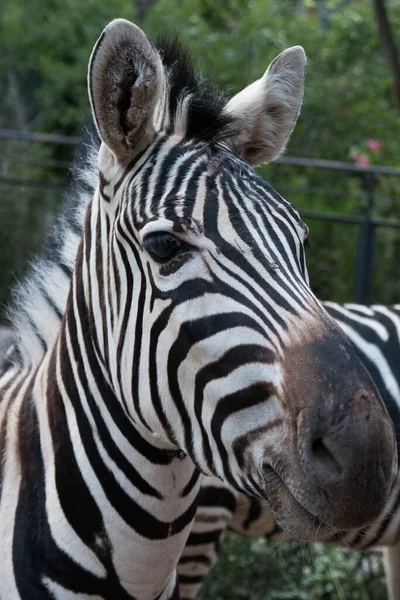 Fechar o rosto de uma Zebra . — Fotografia de Stock