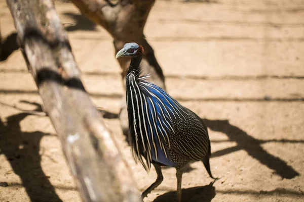 動物園では珍しい鳥です。レッドブック. — ストック写真