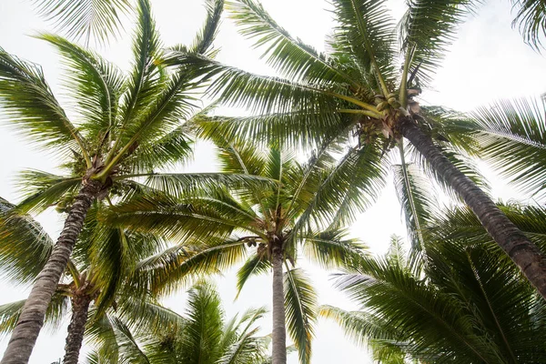 Os ramos das palmeiras contra o céu azul na Maurícia . — Fotografia de Stock