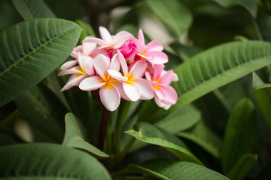Frangipani çiçekleri güzel Plumeria 'yı kapatır. Yeşil yapraklı Tayland frangipani çiçeklerine hayranım. Tayland spa ve terapi çiçeği.