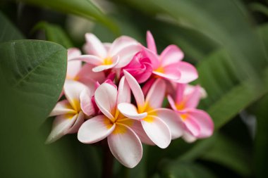 Frangipani çiçekleri güzel Plumeria 'yı kapatır. Yeşil yapraklı Tayland frangipani çiçeklerine hayranım. Tayland spa ve terapi çiçeği.