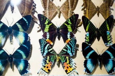 Kelebek koleksiyonu, cam vitrinin arkasında çok renkli kanatları olan böcek güveleri. Mauritius. Vanilya.
