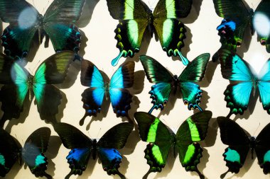 Kelebek koleksiyonu, cam vitrinin arkasında çok renkli kanatları olan böcek güveleri. Mauritius. Vanilya.