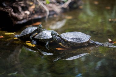 Kırmızı kulaklı grup kıyıda dinleniyor. Kaplumbağa astarlı.