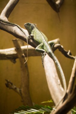 Yeşil iguana bir akvaryumda bir engel..