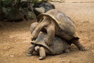 Hayvanat bahçesindeki büyük Seyşel kaplumbağalarının çiftleşmesi..