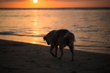 Köpek gün batımında Hint Okyanusu kıyısında..