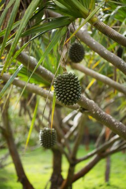 Bahçedeki ağaçta pandanus meyvesi.