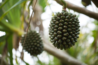 Bahçedeki ağaçta pandanus meyvesi.