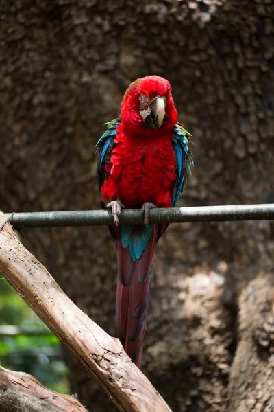 Scarlet macaw parrot bird, beautiful red bird perching on the wooden log.