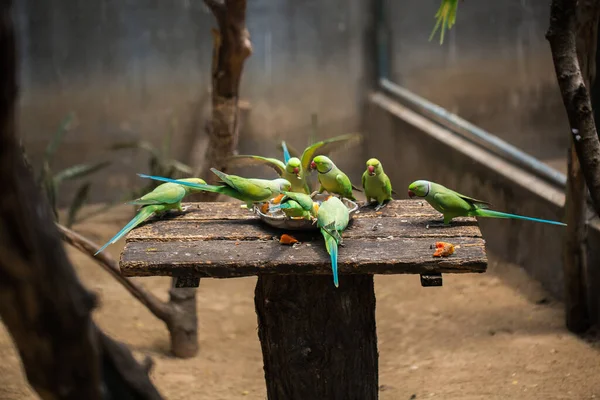 Milovníci papoušků jedí z krmítka. — Stock fotografie