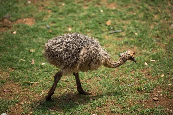 Adorable baby ostrich in the wild on earth. — Stock Photo, Image