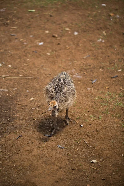 Avestruz adorável bebê na natureza na terra . — Fotografia de Stock