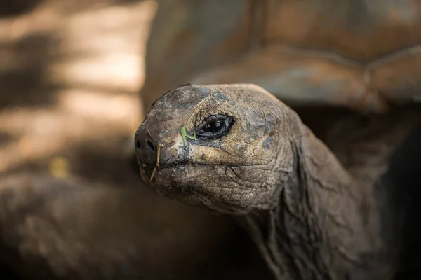 Enorme primer plano tortuga mirando a la cámara . — Foto de Stock