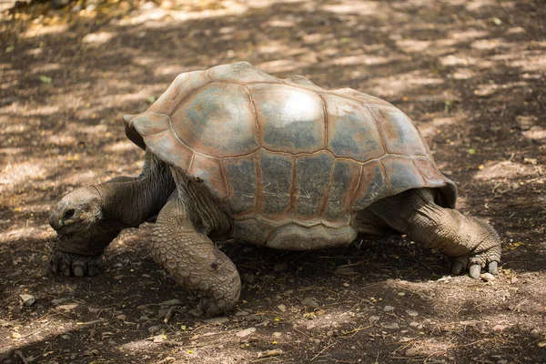 En gigantisk Seychellsköldpadda på Mauritius närbild. — Stockfoto