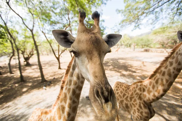 Girafa reticulada na natureza. As Maurícias . — Fotografia de Stock